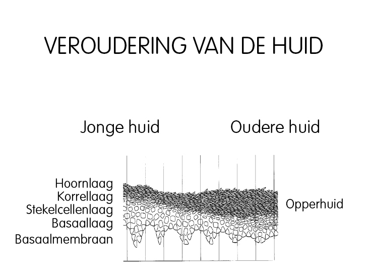 Opbouw van de huid in lagen